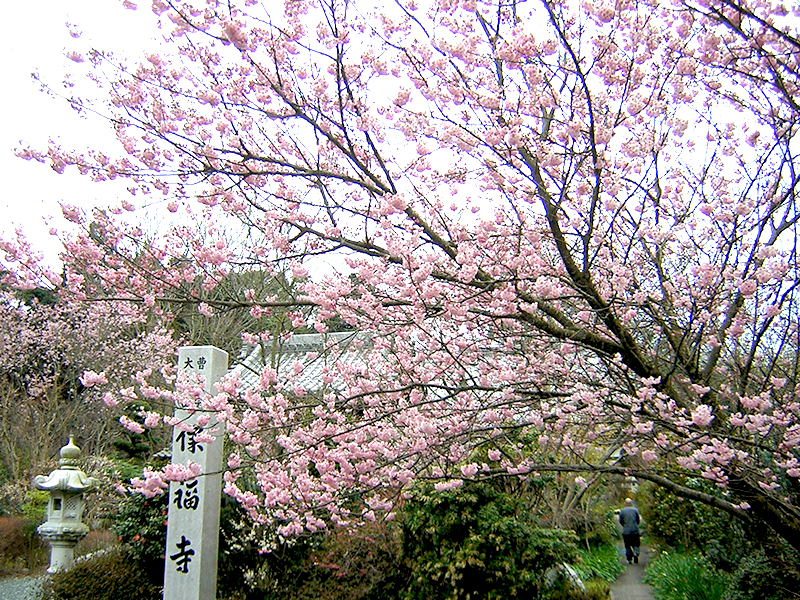 保福寺椿寒桜