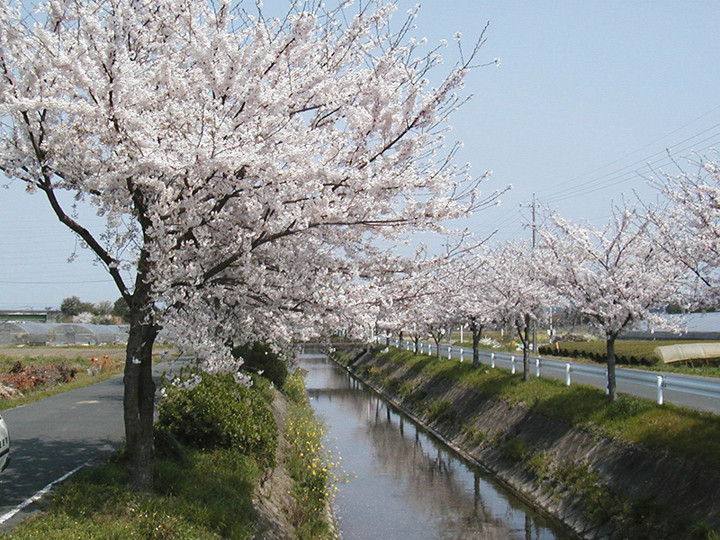 豊田川の桜並木